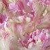 Light Pink Parrot Tulip Stem